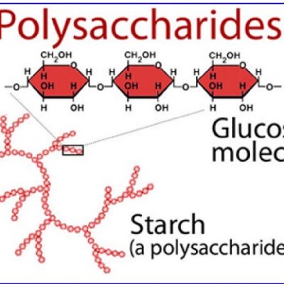 Polysaccharide la gi? tac dung cua polysaccharide